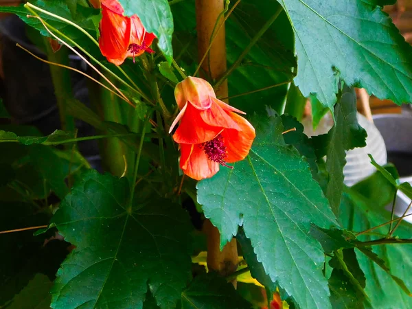 Квіти Листя Квітки Мальви — стокове фото