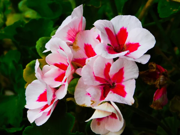 Sardunyanın Beyaz Kırmızı Çiçekleri — Stok fotoğraf