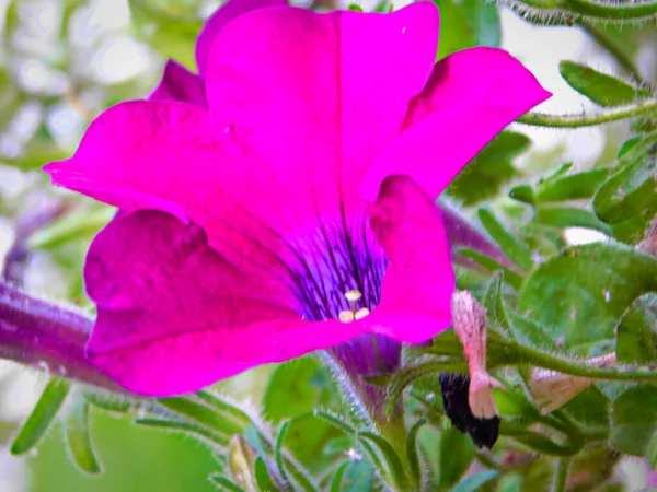 Die Blume Der Purpurroten Petunie — Stockfoto