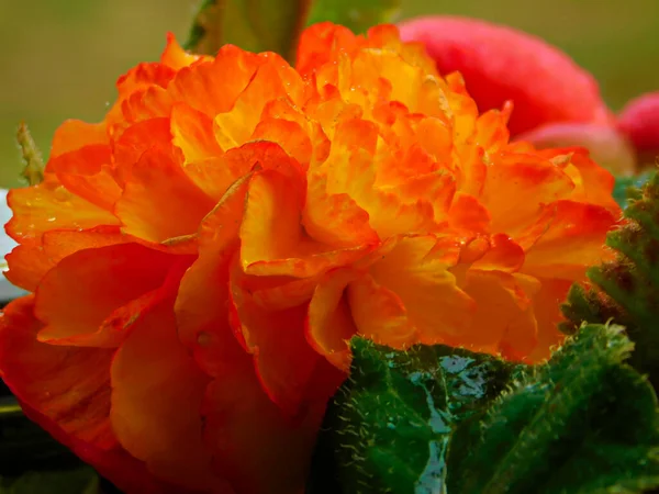 Verão Brilhando Begonia Bulbosa — Fotografia de Stock
