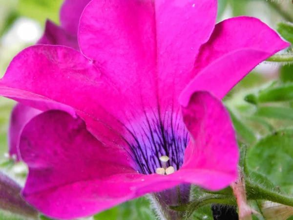 Fleur Pétunia Violet — Photo