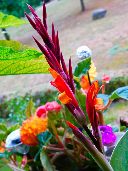 Flor Caña India — Foto de Stock