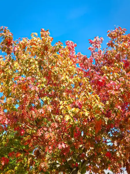 Cores Das Folhas Outono — Fotografia de Stock