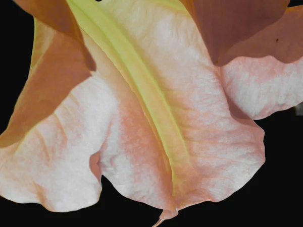 Flower Angel Trumpet — Stock Photo, Image