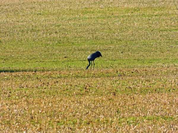 stock image The crane in the meadow