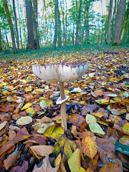 Cogumelo Guarda Chuva Floresta — Fotografia de Stock