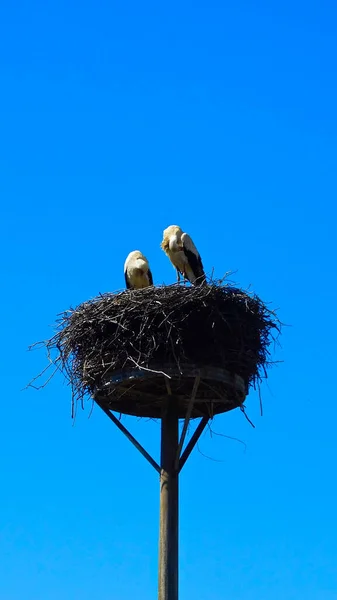 White Stork Its Nest — Stock Photo, Image