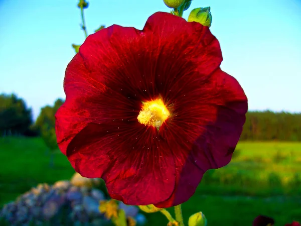 Sıradan Bir Gülhatmi Çiçeği — Stok fotoğraf