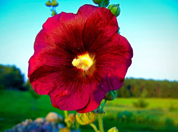 Sıradan Bir Gülhatmi Çiçeği — Stok fotoğraf