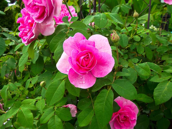 Pachnące Róże Krzewie Ogrodzie — Zdjęcie stockowe