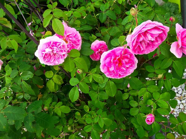 Fragrant Roses Bush Garden — Stock Photo, Image