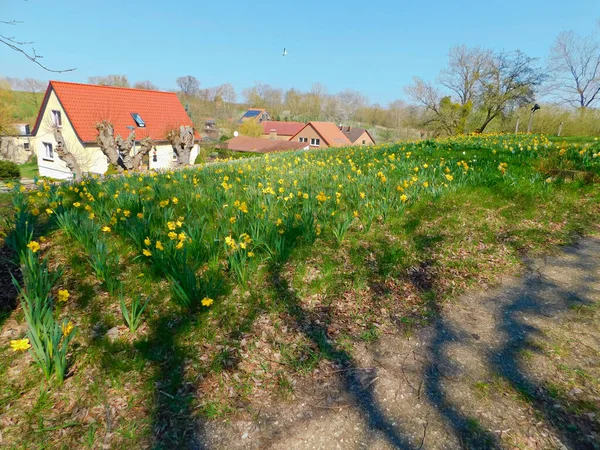 Blumenwiese Einem Dorf — Stockfoto