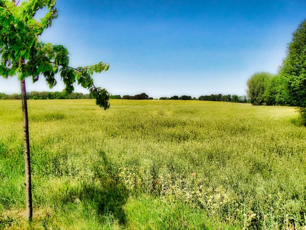 春天美丽的乌克尔马克的田野和草地 — 图库照片