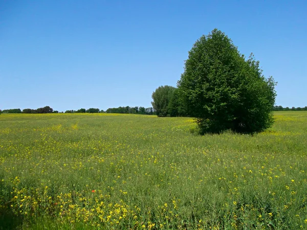 Felder Und Wiesen Der Schönen Uckermark Frühling — Stockfoto
