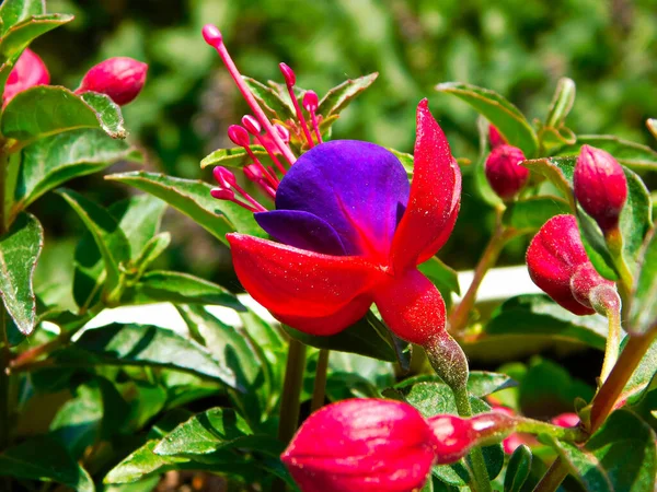 Les Fleurs Fuchsia — Photo