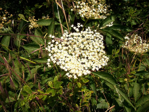 Flores Saúco Blancas Arbusto — Foto de Stock