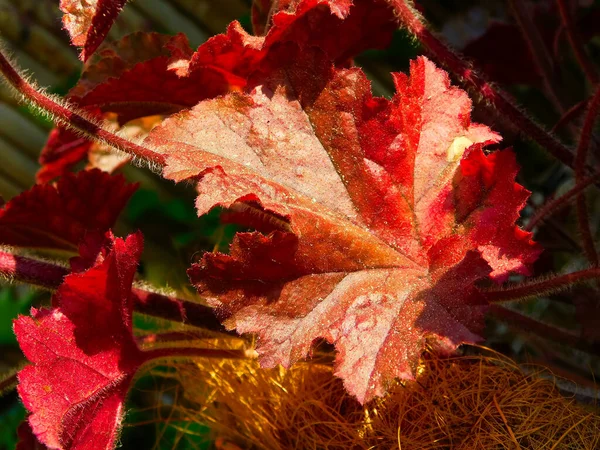 赤い光背の葉 — ストック写真