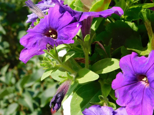 Μωβ Λουλούδι Της Πετούνιας — Φωτογραφία Αρχείου