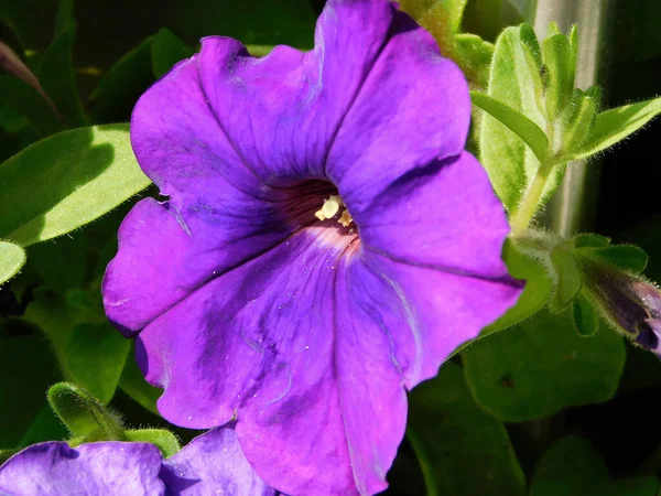 Фиолетовый Цветок Петунии — стоковое фото