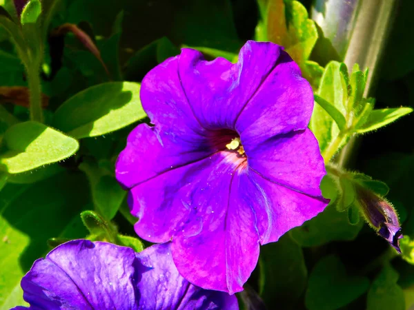 Fialový Květ Petúnie — Stock fotografie