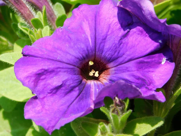 Фиолетовый Цветок Петунии — стоковое фото