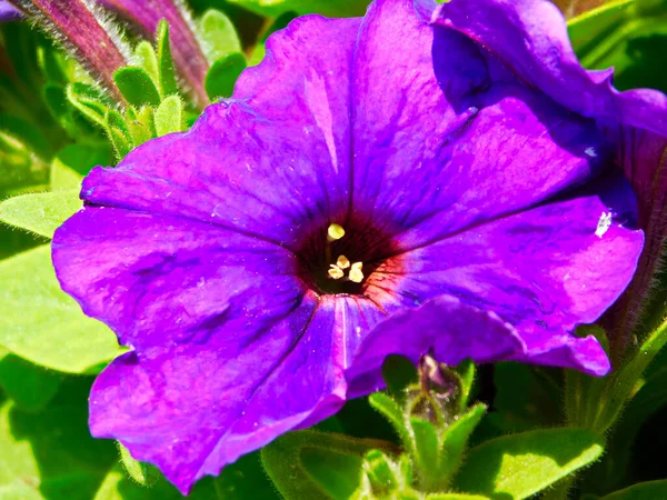 Die Purpurrote Blume Der Petunie — Stockfoto