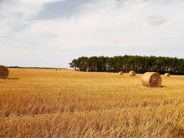 Hay bales harvest in the field in the Uckermark clipart