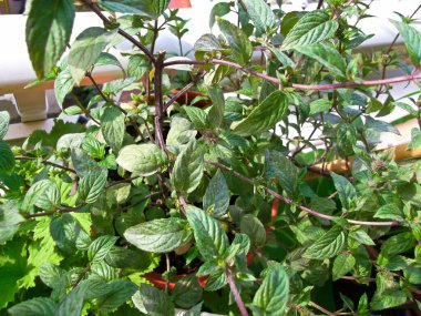 The chocolate mint on my balcony clipart