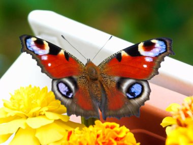 A peacock butterfly on a flower clipart