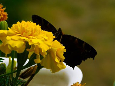 A peacock butterfly on a flower clipart