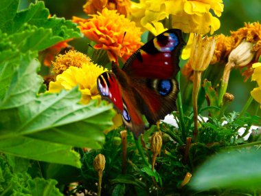 A peacock butterfly on a flower clipart