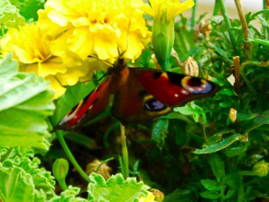 A peacock butterfly on a flower clipart