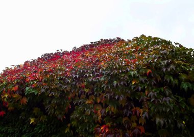 Wild vine in autumn on a building clipart