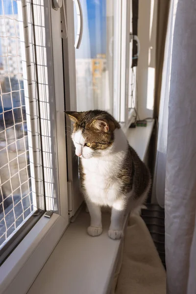 Fat cat sitting on sill behind curtain, window with safety net for cats. Sunny weather, blue sky. Soft focus