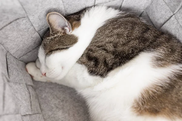 Χαριτωμένο Λίπος Εγχώρια Γάτα Κοιμάται Ζεστό Γκρι Τσόχα Καλάθι Αποθήκευσης — Φωτογραφία Αρχείου
