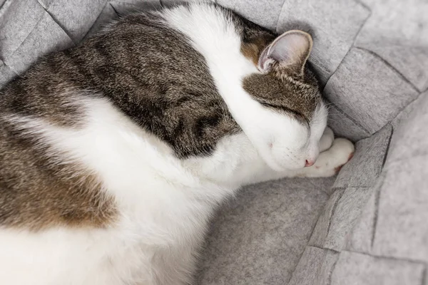 Χαριτωμένο Λίπος Εγχώρια Γάτα Κοιμάται Ζεστό Γκρι Τσόχα Καλάθι Αποθήκευσης — Φωτογραφία Αρχείου