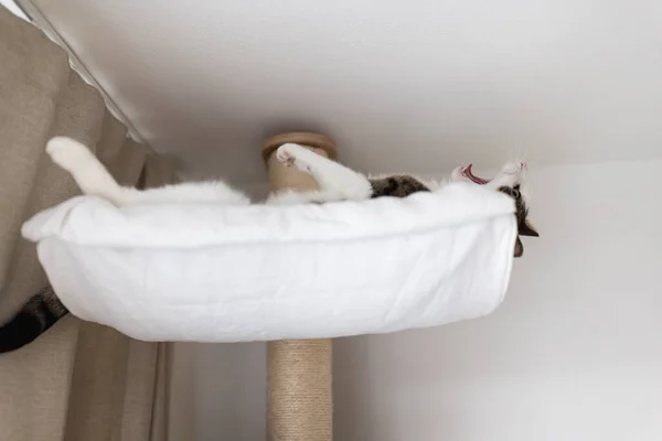 Gato Doméstico Gordo Bonito Que Coloca Feliz Relaxado Cama Rede — Fotografia de Stock