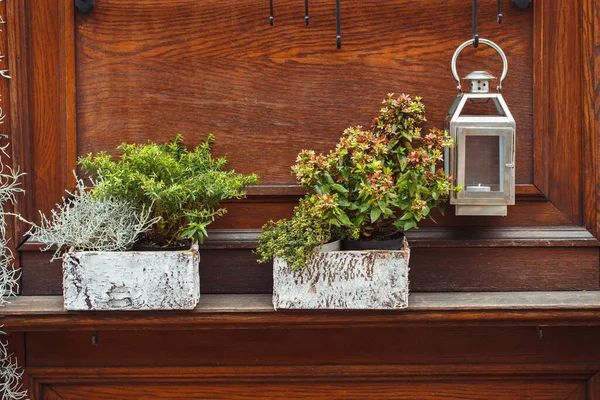 秋季和冬季户外植物在花店的箱子里 冬季和圣诞节户外装饰用花盆和灯笼 图库照片