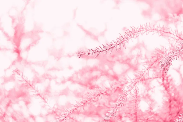 Stock image Blooming branches of tamarisk shrub and sky in color of the year 2023 Viva Magenta. Spring background with pink flowering plants. Closeup, soft selective focus