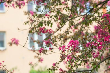 Malus Floribunda 'nın çiçek açan dalları ya da Japon çiçekli yaban elması ve arka planda yerleşim binası. Pembe çiçekli bahar arkaplanı. Yakın çekim, yumuşak seçici odak