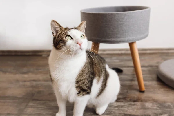 Cute Fat Domestic Cat Trendy Stool Lid Build Storage Space Imagen de stock