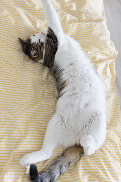 Cute young domestic cat stretching after sleep on soft blanket on bed. Happy relaxed or lazy sleeping cats concept. Close up, selective focus, copy space