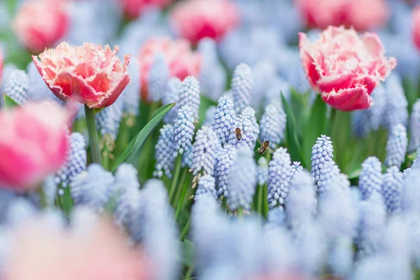 Дві Бджоли Літають Серед Рожевих Білих Тюльпанів Синіх Виноградних Гіацинтів — стокове фото