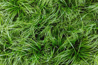 Cat grass Cyperus Zumula in plant store, close up top view. Healthy food for pet, cat friendly plants concept