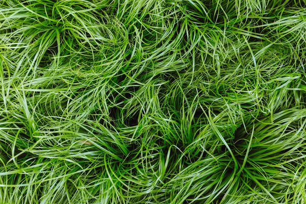 Cat Grass Cyperus Zumula Plant Store Close Top View Healthy — Fotografia de Stock