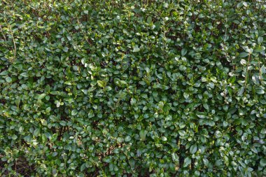 Yoğun Yeşil Çalı Yaprakları Doğal Bahçe Yaprakları Arkaplanı.