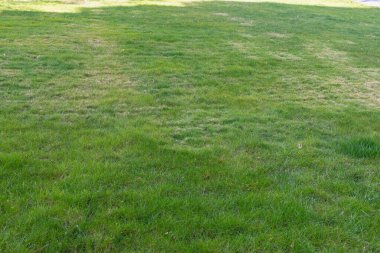 Bereketli Yeşil Çimen, Güneşli Hava Doğası, Bahçesi, Açık Hava, Taze, Otlağı.