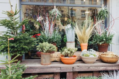 Noel Bitkileri ve Dekorasyonlarıyla Şenlikli Tatil Penceresi.