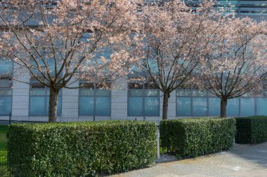 Modern Bina 'dan Kentsel Bahar Çiçeği Kiraz Ağaçları.