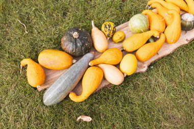 Çeşit çeşit kabak ve kabak güz hasadı mevsimlik sebzeler.